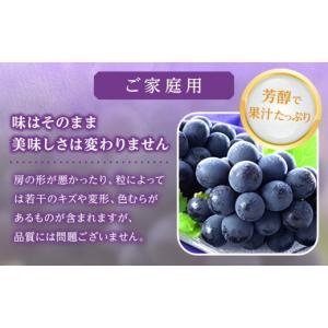 ふるさと納税 ぶどう 巨峰 岡山県 岡山市 ぶ...の詳細画像3