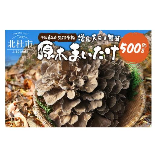 ふるさと納税 山梨県 北杜市 【令和6年産先行予約】 増富天空の舞茸　原木まいたけ　約500g