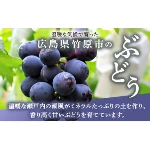 ふるさと納税 果物類 ぶどう 広島県 竹原市 ...の詳細画像2