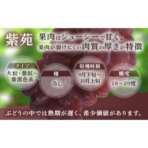 ふるさと納税 果物類 ぶどう 広島県 竹原市 ...の詳細画像4