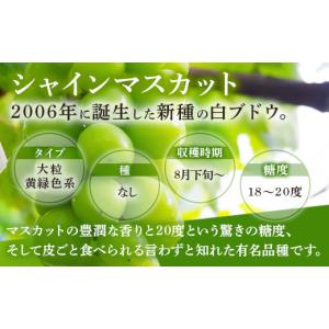 ふるさと納税 果物類 ぶどう 広島県 竹原市 ...の詳細画像5