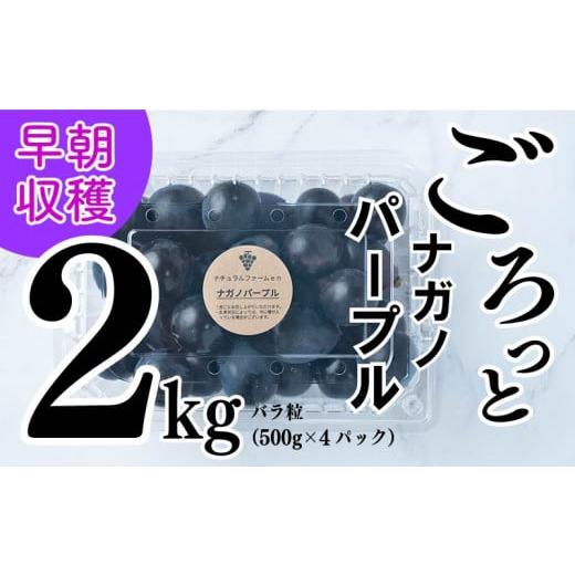 ふるさと納税 愛媛県 松山市 【2024収穫分先行予約】 ぶどう ナガノパープル 2kg バラ粒 5...