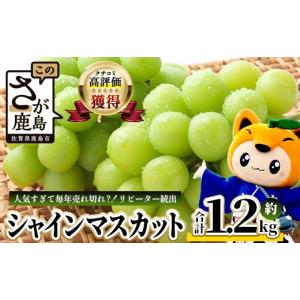 ふるさと納税 ぶどう マスカット 佐賀県 鹿島...の詳細画像1