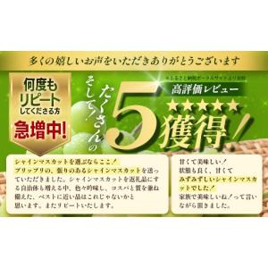 ふるさと納税 ぶどう マスカット 佐賀県 鹿島...の詳細画像5