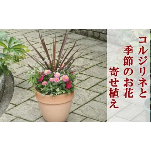 ふるさと納税 福岡県 朝倉市 寄せ植え 鉢植え コルジリネと季節のお花 配送不可 北海道 沖縄 離島