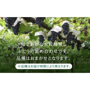 ふるさと納税 果物類 ぶどう 岐阜県 高山市 ...の詳細画像2