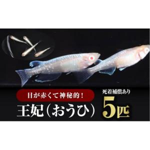 ふるさと納税 宮崎県 宮崎市 王妃（おうひ）5匹／死着補償あり_M287-003