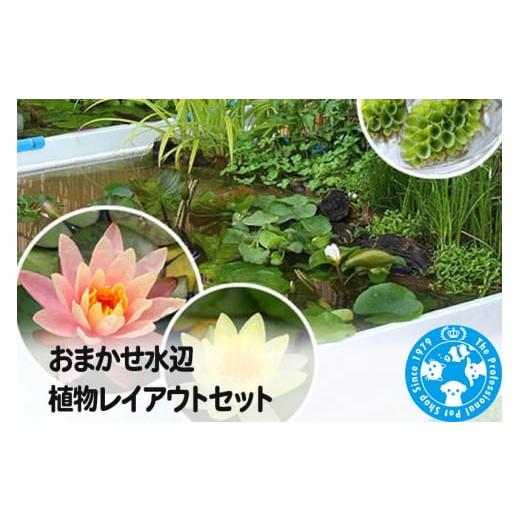 ふるさと納税 花・苗木 群馬県 邑楽町 おまかせ水辺植物レイアウトセット