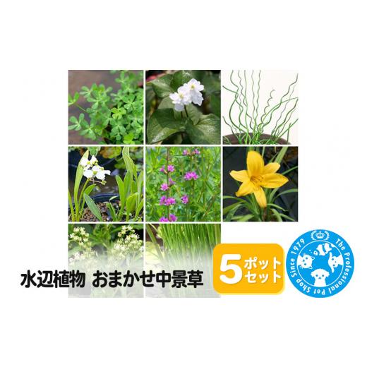 ふるさと納税 群馬県 邑楽町 水辺植物 おまかせ中景草×5ポットセット