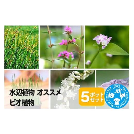 ふるさと納税 群馬県 邑楽町 水辺植物 オススメ ビオ植物×5ポット