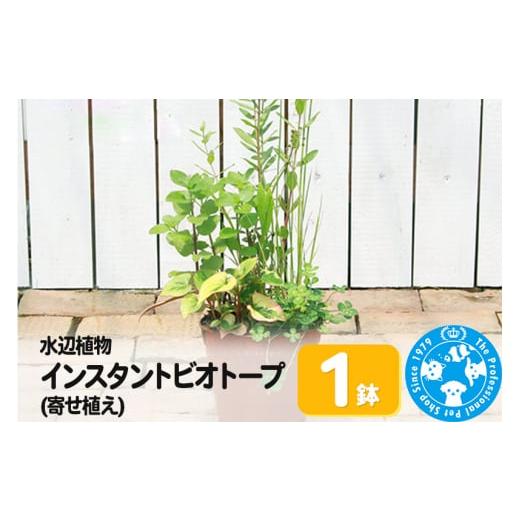 ふるさと納税 花・苗木 群馬県 邑楽町 水辺植物 インスタントビオトープ(寄せ植え)(1鉢)