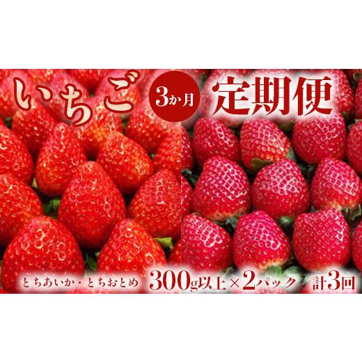 ふるさと納税 いちご 栃木県 壬生町  定期便 いちご3ヶ月定期便 先行受付 とちあいか とちおとめ...