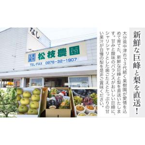 ふるさと納税 梨 大分県 中津市 糖度計使用 ...の詳細画像2