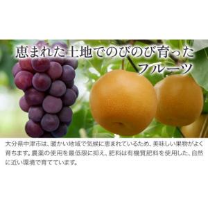 ふるさと納税 梨 大分県 中津市 糖度計使用 ...の詳細画像3