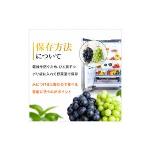 ふるさと納税 梨 大分県 中津市 糖度計使用 ...の詳細画像5