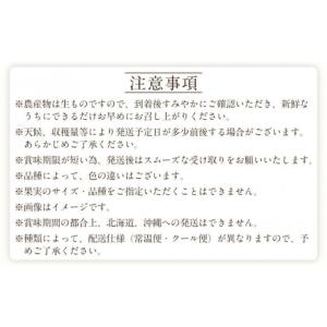 ふるさと納税 果物類 和歌山県 和歌山市 定期...の詳細画像5