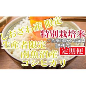 ふるさと納税 米 コシヒカリ 新潟県 南魚沼市 令和7年産 定期便20kg×12ヶ月 特別栽培 しおざわ産限定 生産者限定 南魚沼産コシヒカリ