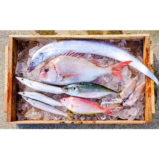 ふるさと納税 和歌山県 有田市 漁師の鮮魚箱（約2kg）(A669-1)