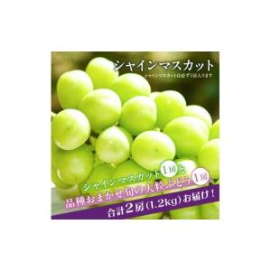 ふるさと納税 ぶどう マスカット 山形県 寒河...の詳細画像3