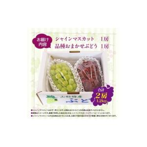 ふるさと納税 ぶどう マスカット 山形県 寒河...の詳細画像5