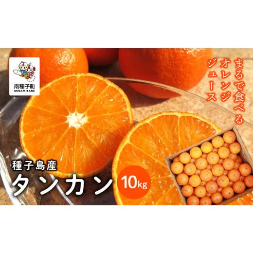 ふるさと納税 鹿児島県 南種子町 《 先行予約 【2025年2月中旬〜3月中旬頃順次発送】種子島産タ...