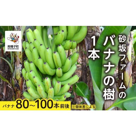 ふるさと納税 鹿児島県 南種子町 砂坂ファームのバナナの樹1本（８０本~１００本：個体差により異なり...