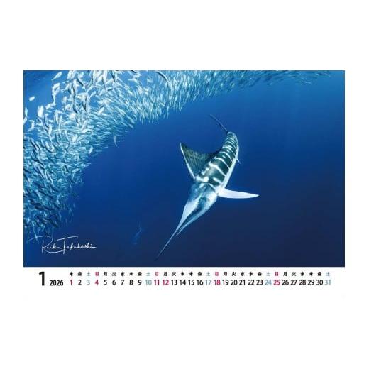 ふるさと納税 雑貨・日用品 写真 岩手県 北上市 2026年度卓上カレンダー 高橋怜子 海の絶景 水...