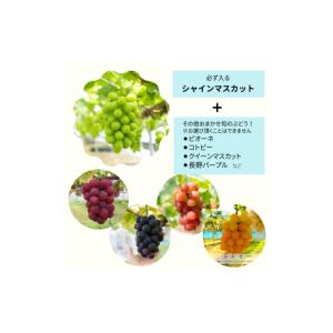 ふるさと納税 ぶどう マスカット 愛媛県 西条...の詳細画像2