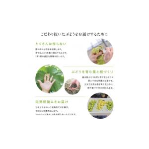 ふるさと納税 ぶどう マスカット 愛媛県 西条...の詳細画像3