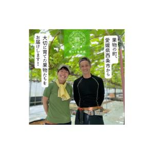 ふるさと納税 ぶどう マスカット 愛媛県 西条...の詳細画像4