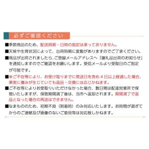 ふるさと納税 ぶどう マスカット 愛媛県 西条...の詳細画像5