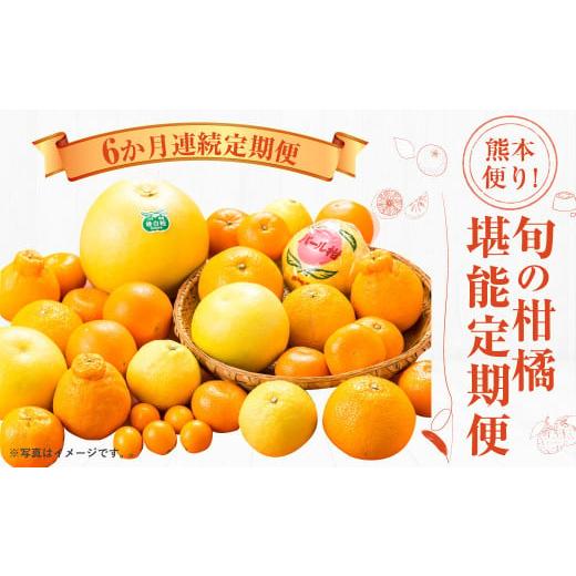 ふるさと納税 熊本県 - 【2025年1月より6か月連続発送】熊本便り！旬の柑橘堪能定期便