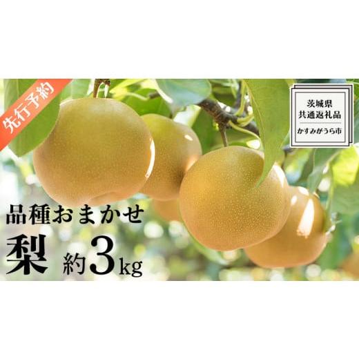 ふるさと納税 茨城県 牛久市 《 先行予約 》 品種おまかせ 梨 約 3kg（ 茨城県共通返礼品： ...