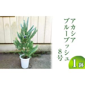 ITANSE アカシア ブルーブッシュ 花苗 7号茶鉢 1個売り 花の苗