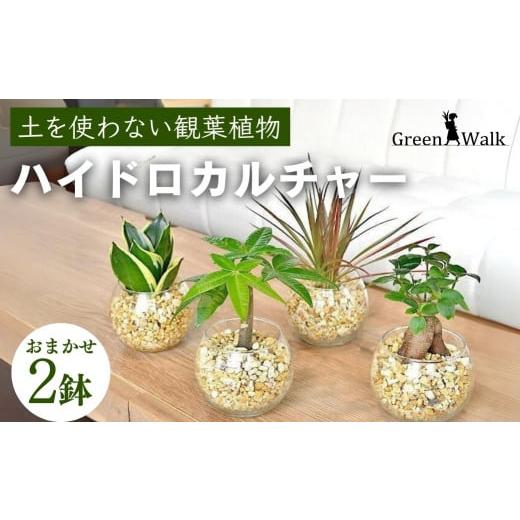 ふるさと納税 愛知県 豊橋市 ハイドロカルチャー「シンプルボールの観葉植物　2鉢セット」