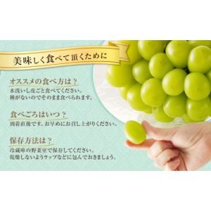 ふるさと納税 ぶどう マスカット 岡山県 備前...の詳細画像5