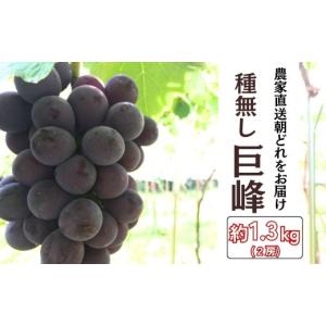 ふるさと納税 ぶどう 巨峰 愛知県 豊田市 農家直送（収穫日に発送） 種無し巨峰 約1.3kg (2〜3房) | 巨峰 種なし きょほう キョホウ 直送 新鮮 朝採れ あさど…