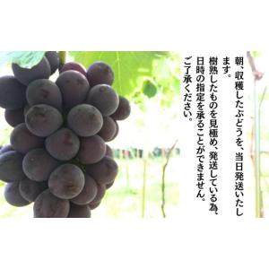 ふるさと納税 ぶどう 巨峰 愛知県 豊田市 農...の詳細画像2