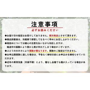ふるさと納税 ぶどう 巨峰 愛知県 豊田市 農...の詳細画像3