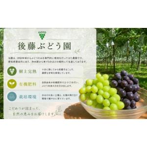 ふるさと納税 ぶどう 巨峰 愛知県 豊田市 農...の詳細画像4