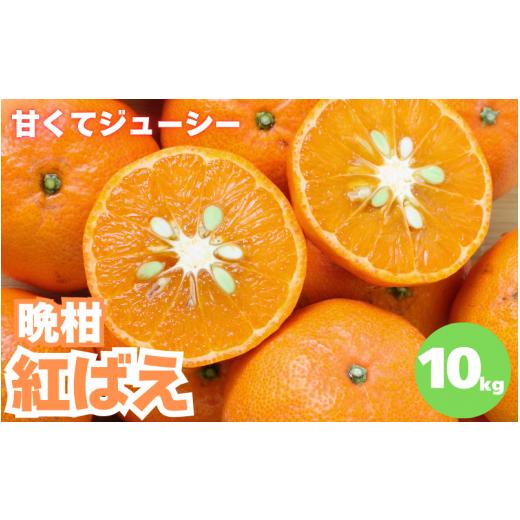 ふるさと納税 和歌山県 田辺市 【先行予約】晩柑 紅ばえ　10kg【1月上旬以降順次発送予定】 ／ ...