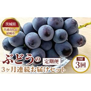 ふるさと納税 ぶどう 茨城県 坂東市 先行予約 ぶどうの3ヶ月連続お届けセット　5房×3回 茨城県共通返礼品 結城市 ／ 旬 新鮮 葡萄 ブドウ 果物 フルーツ 茨…