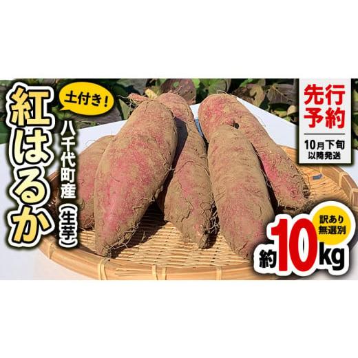 ふるさと納税 茨城県 八千代町 【 先行予約 2024年10月下旬以降発送 】訳あり 茨城 八千代町...