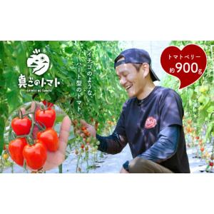 ふるさと納税 トマト ミニトマト 熊本県 玉名市 ミニトマト 生産量 日本一 玉名市 トマトベリー 約 900g ｜ 野菜 トマト プチトマト 希少 熊本 玉名 くまもと …