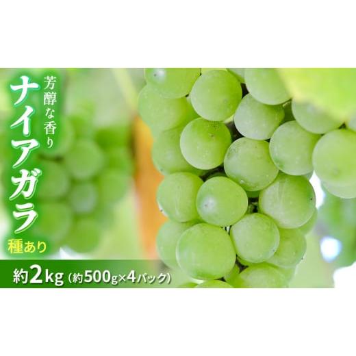 ふるさと納税 長野県 山ノ内町 【早期受付】種ありナイアガラ 約2kg　2024年（R6年）9月中旬...