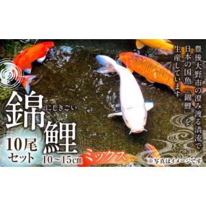 ふるさと納税 生き物 大分県 豊後大野市 164-906 指定日必須 rk-koi産 錦鯉ミックス 10〜15cm 10尾 セット