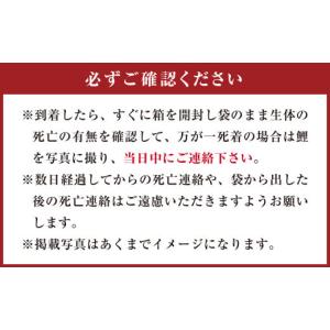 ふるさと納税 生き物 大分県 豊後大野市 16...の詳細画像3
