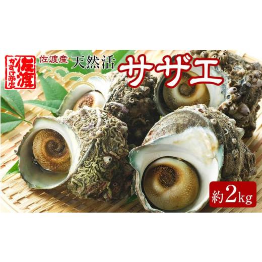 ふるさと納税 新潟県 佐渡市 佐渡産　天然活サザエ　2kg