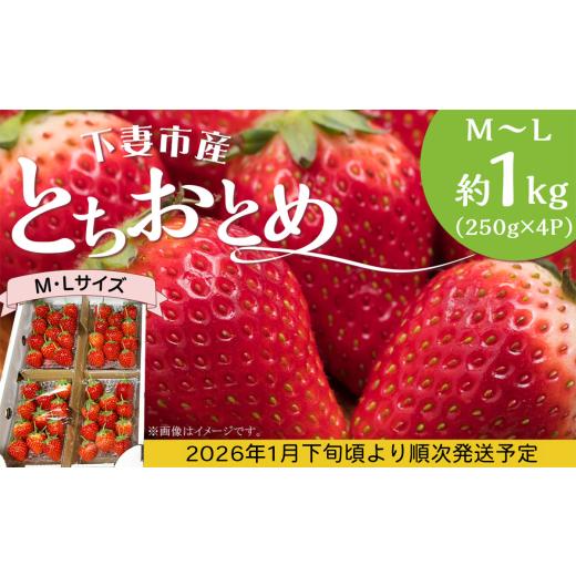ふるさと納税 いちご 茨城県 下妻市  先行予約 とちおとめ M 〜 L 約1kg ( 250g ×...