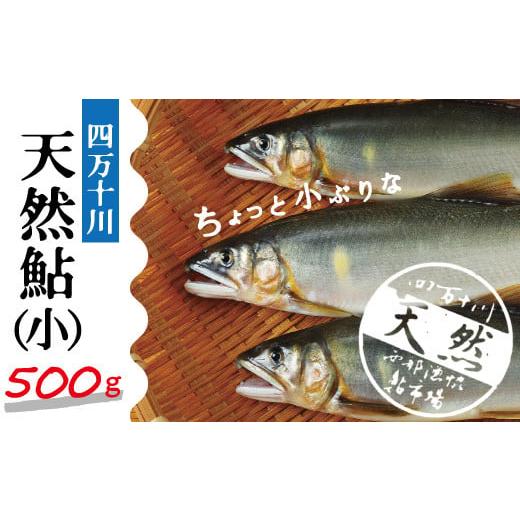 ふるさと納税 高知県 四万十市 R5-775．四万十川の天然鮎(小)500ｇ(約6〜9匹)